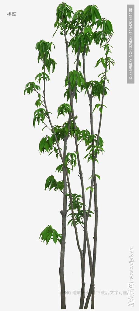 直立生长的绿色植物