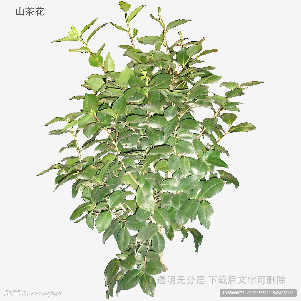 绿叶繁茂的绿植植株