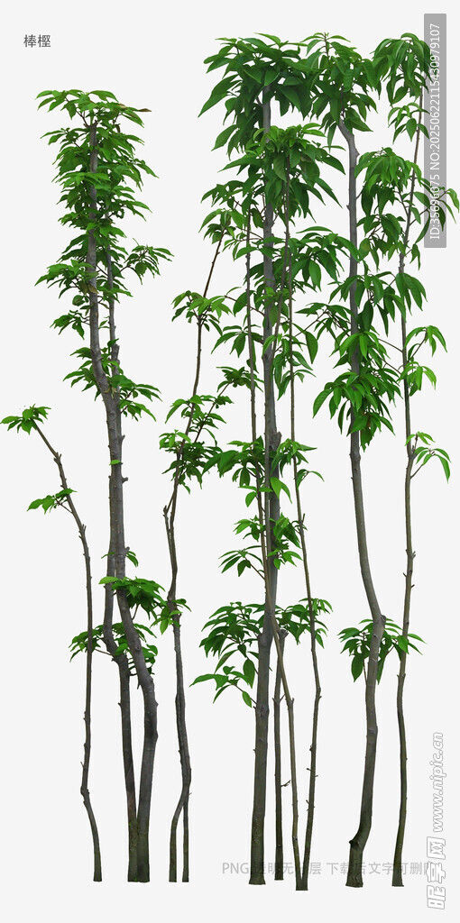 一排挺拔的树木植物