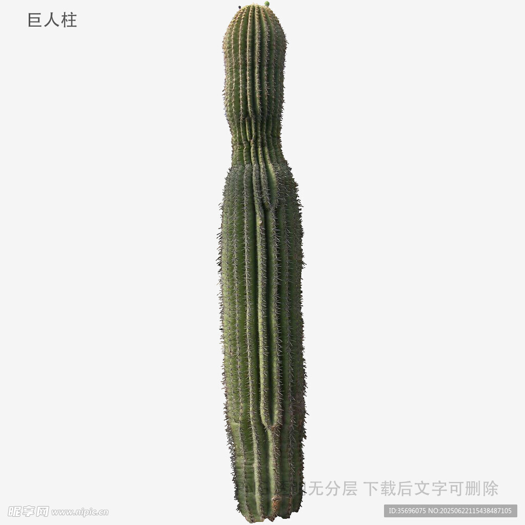 高大柱状仙人掌特写