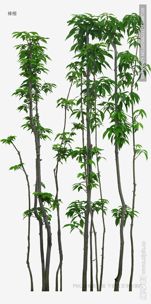 高大挺拔的树木植物模型