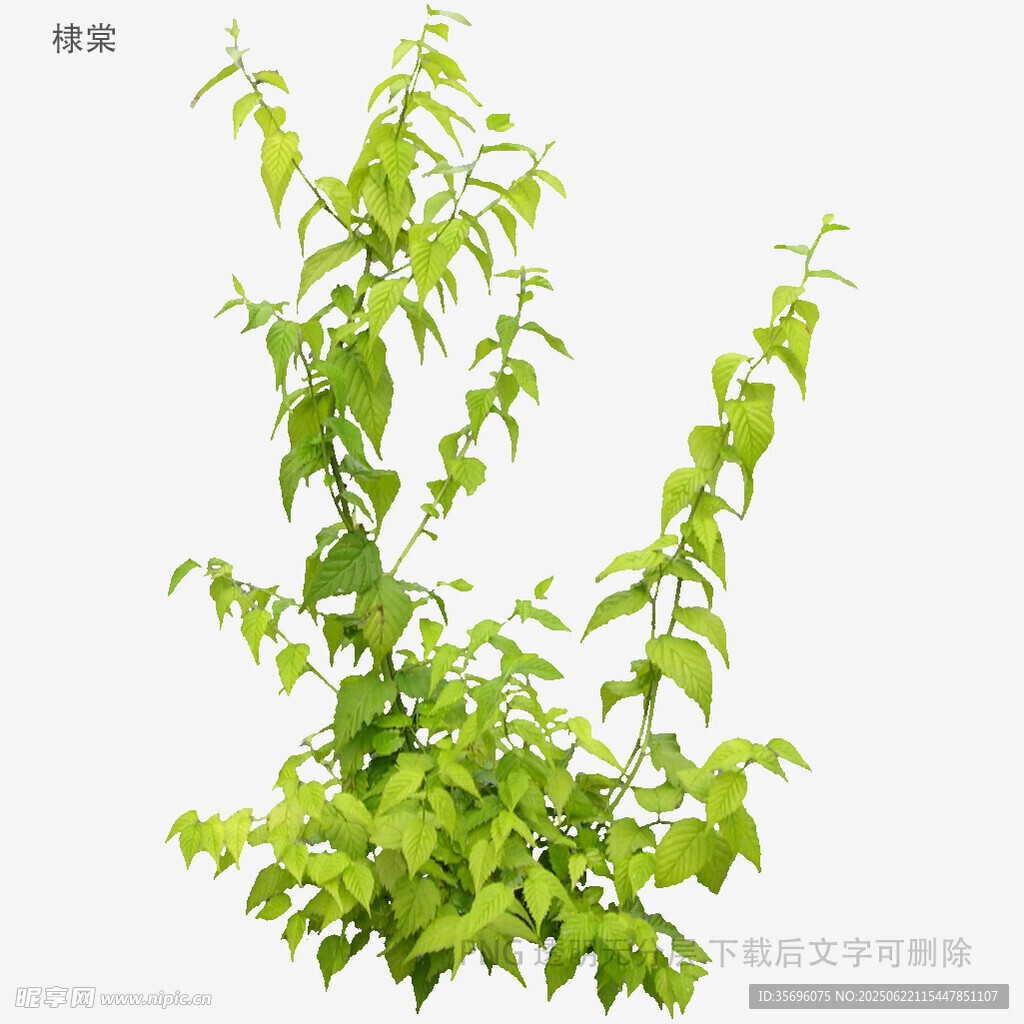嫩绿枝叶植物特写