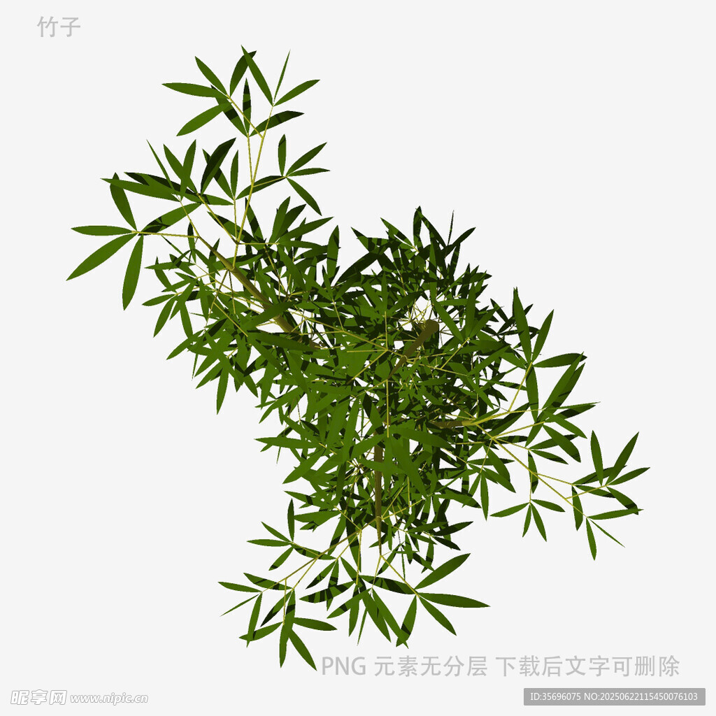 翠绿竹叶植物特写