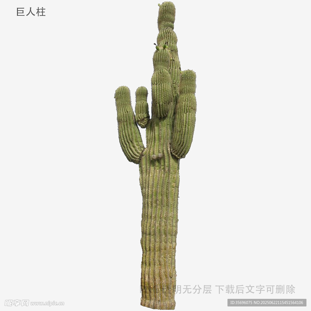 高大仙人掌植物模型