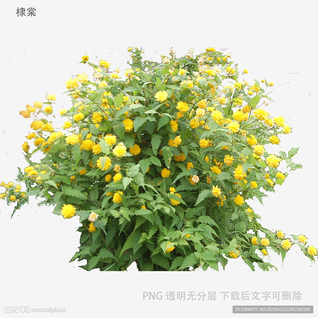 黄色小花绿植盆栽