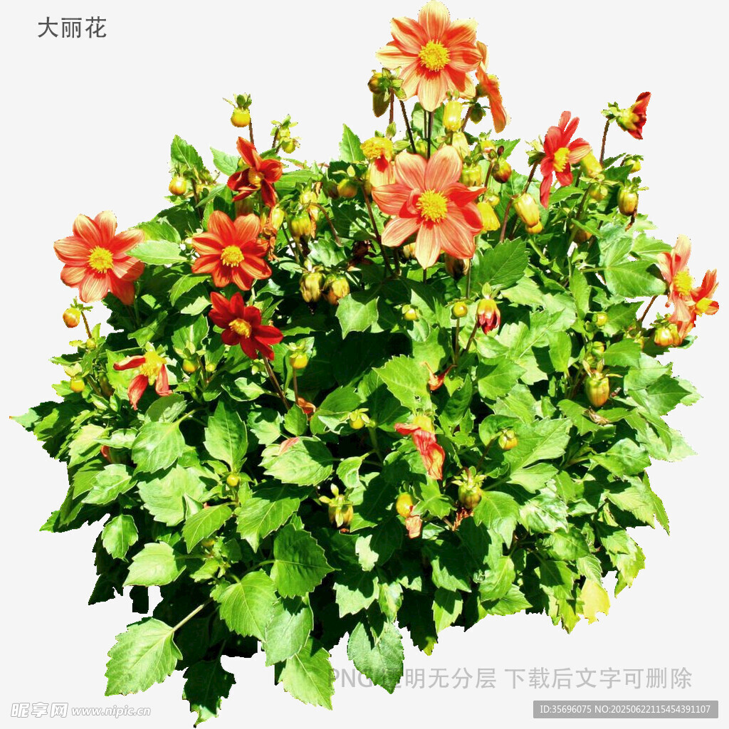 鲜艳大丽花盆栽
