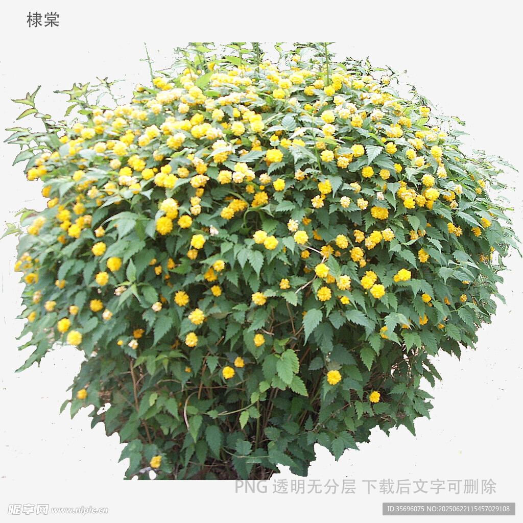 球状绿植绽放黄色小花