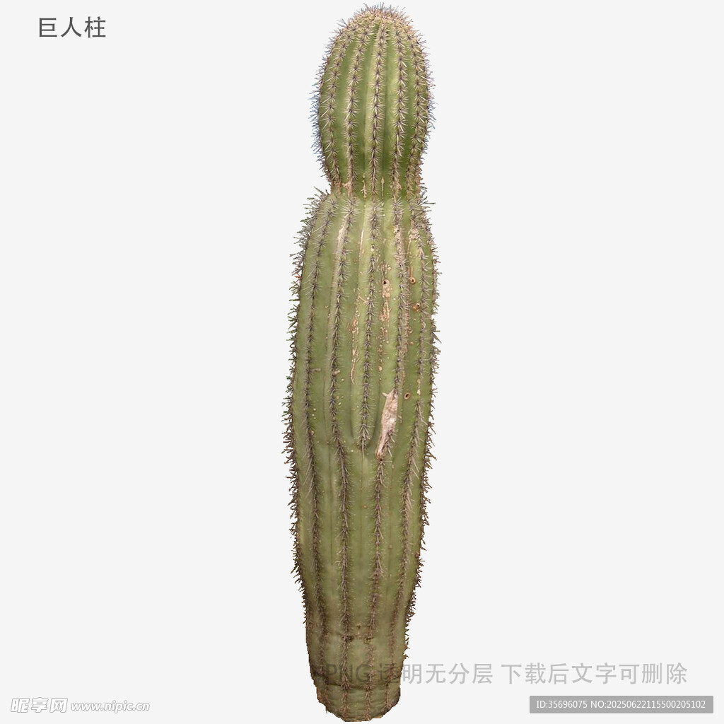 高大柱状仙人掌特写