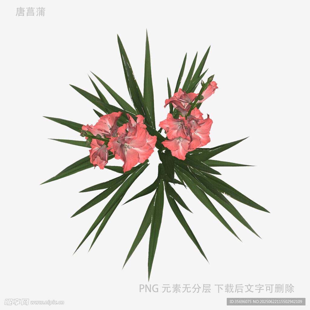 粉色剑兰花特写