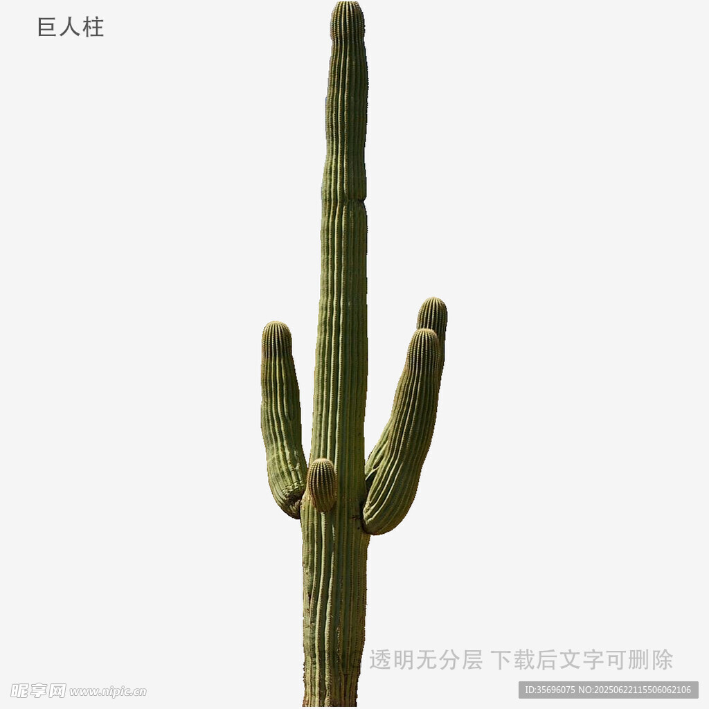 高大仙人掌特写