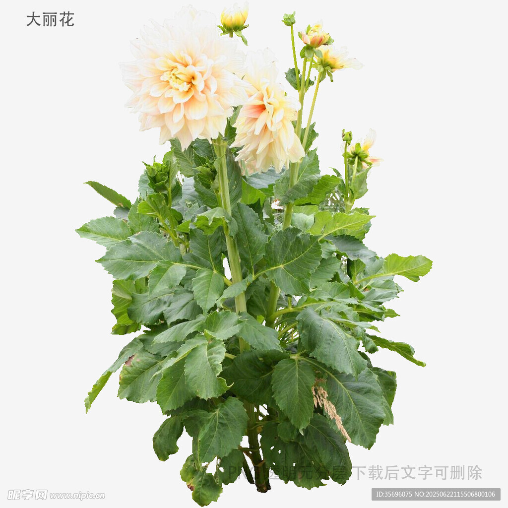 大丽花盆栽