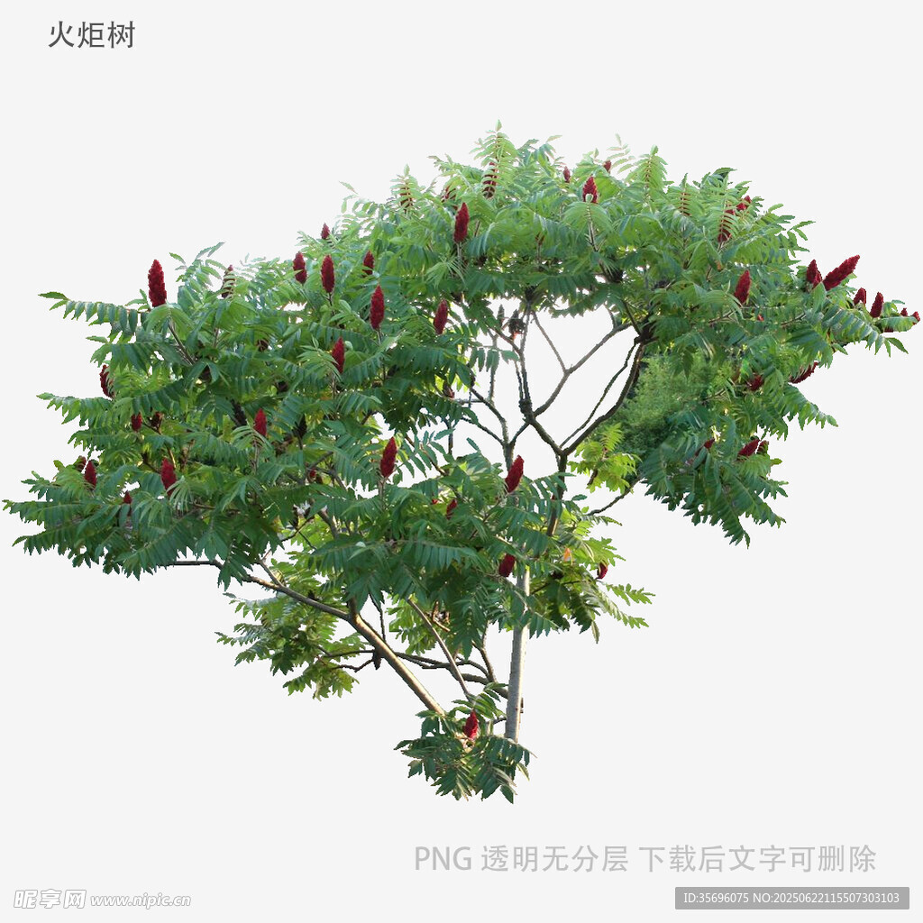 绿叶红果的繁茂树木