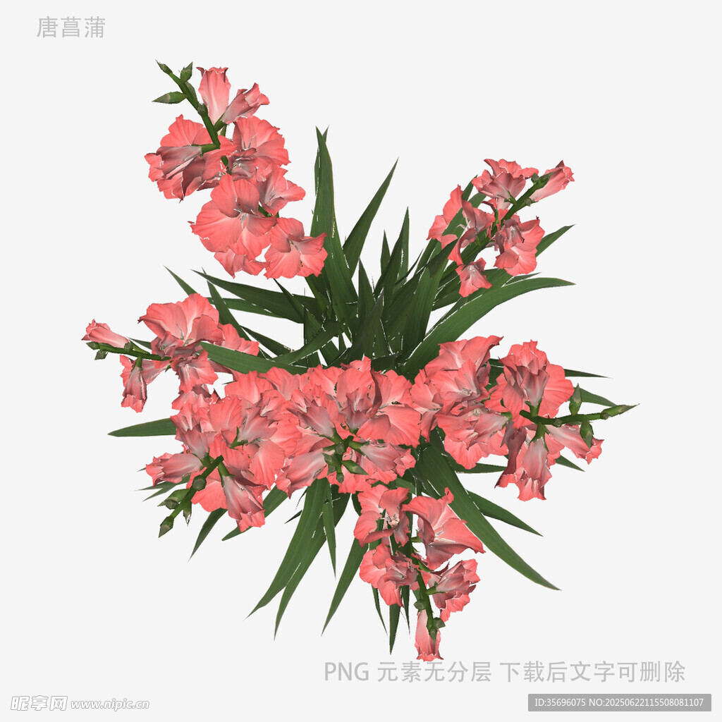 粉色剑兰花束插画