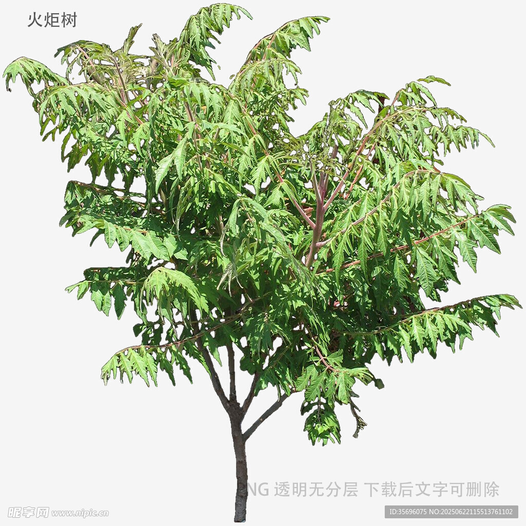 绿叶繁茂的单棵树木