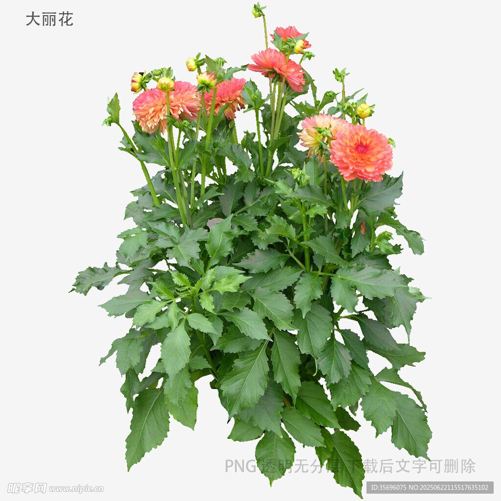 娇艳粉色大丽花盆栽