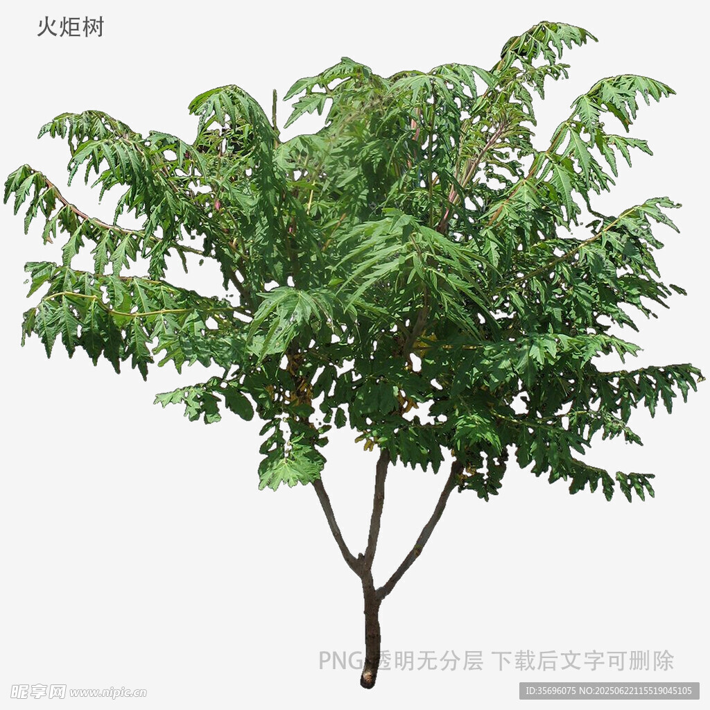 单棵绿树3D模型展示