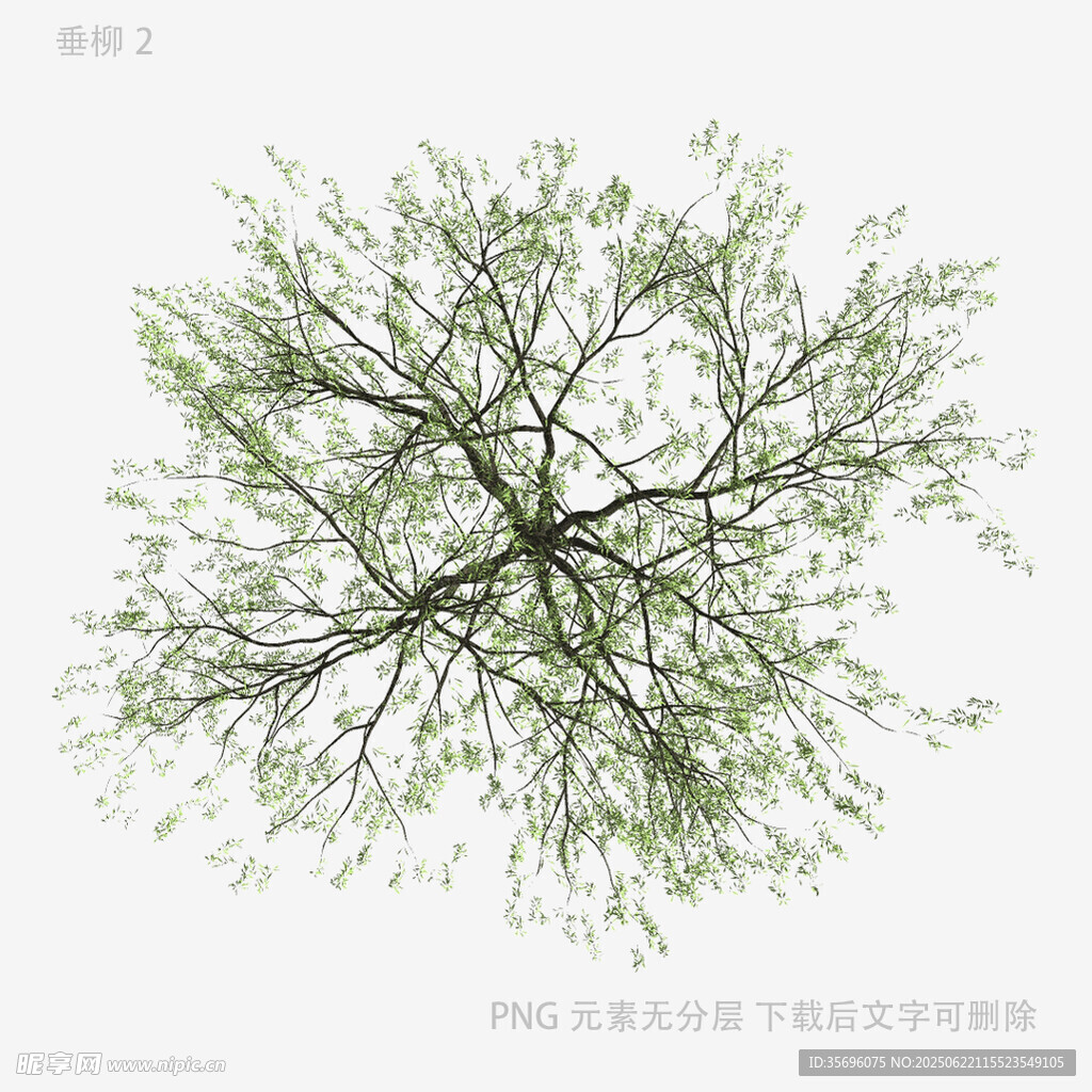 俯视视角下的繁茂绿树