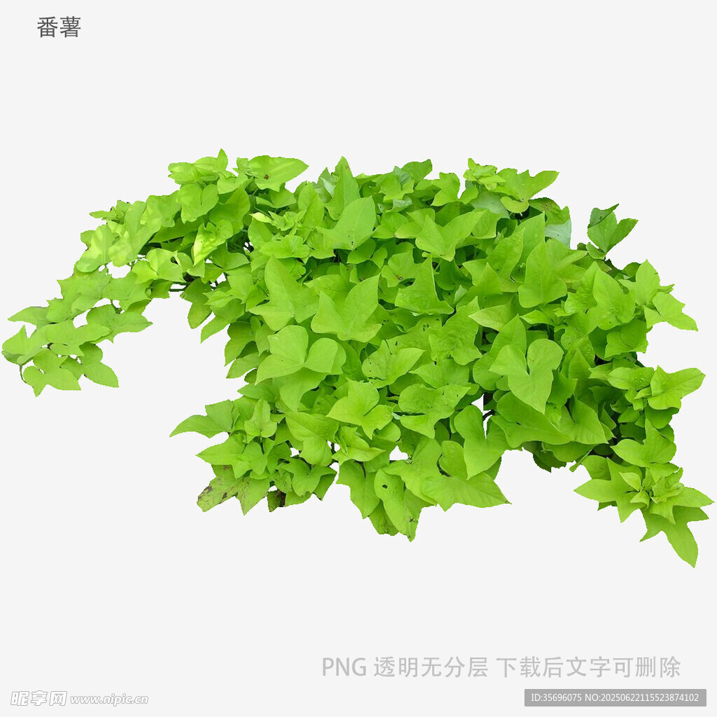 翠绿繁茂的垂吊绿植