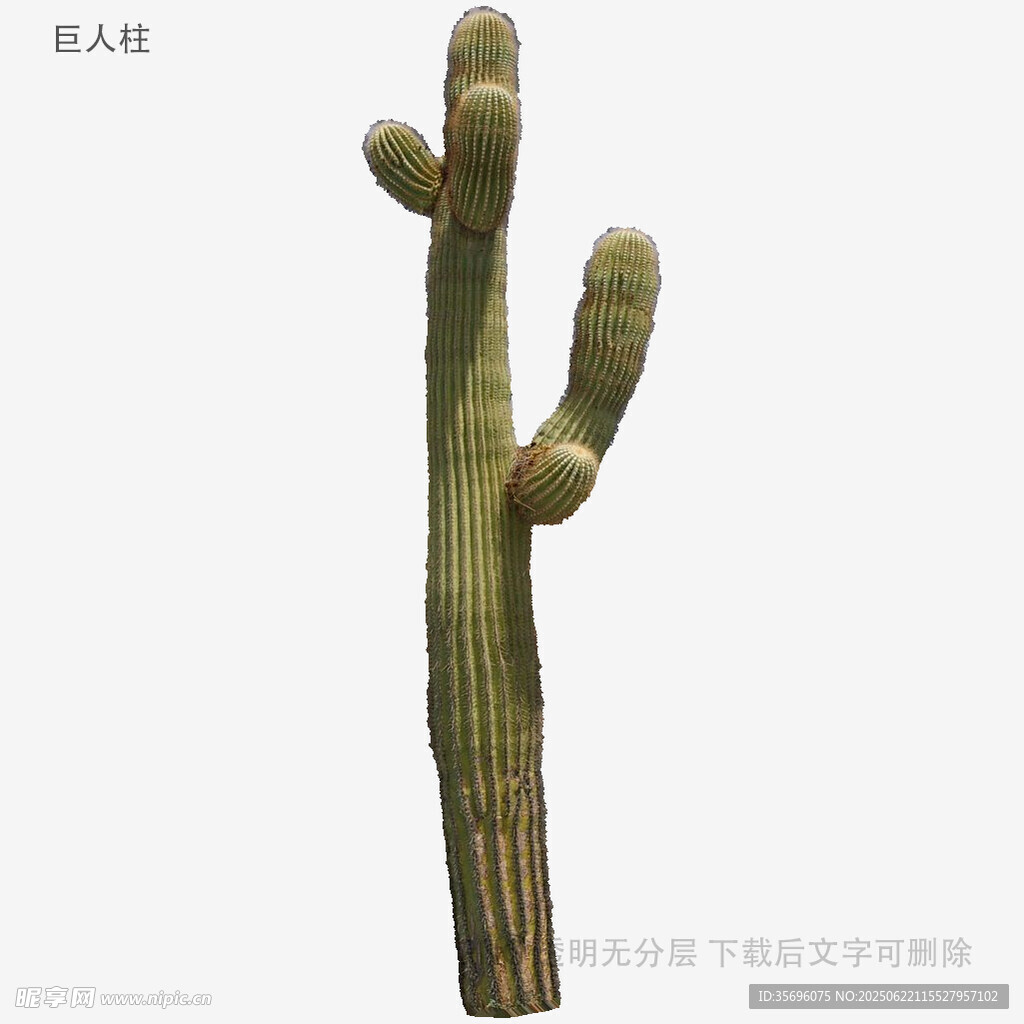 仿真仙人掌摆件
