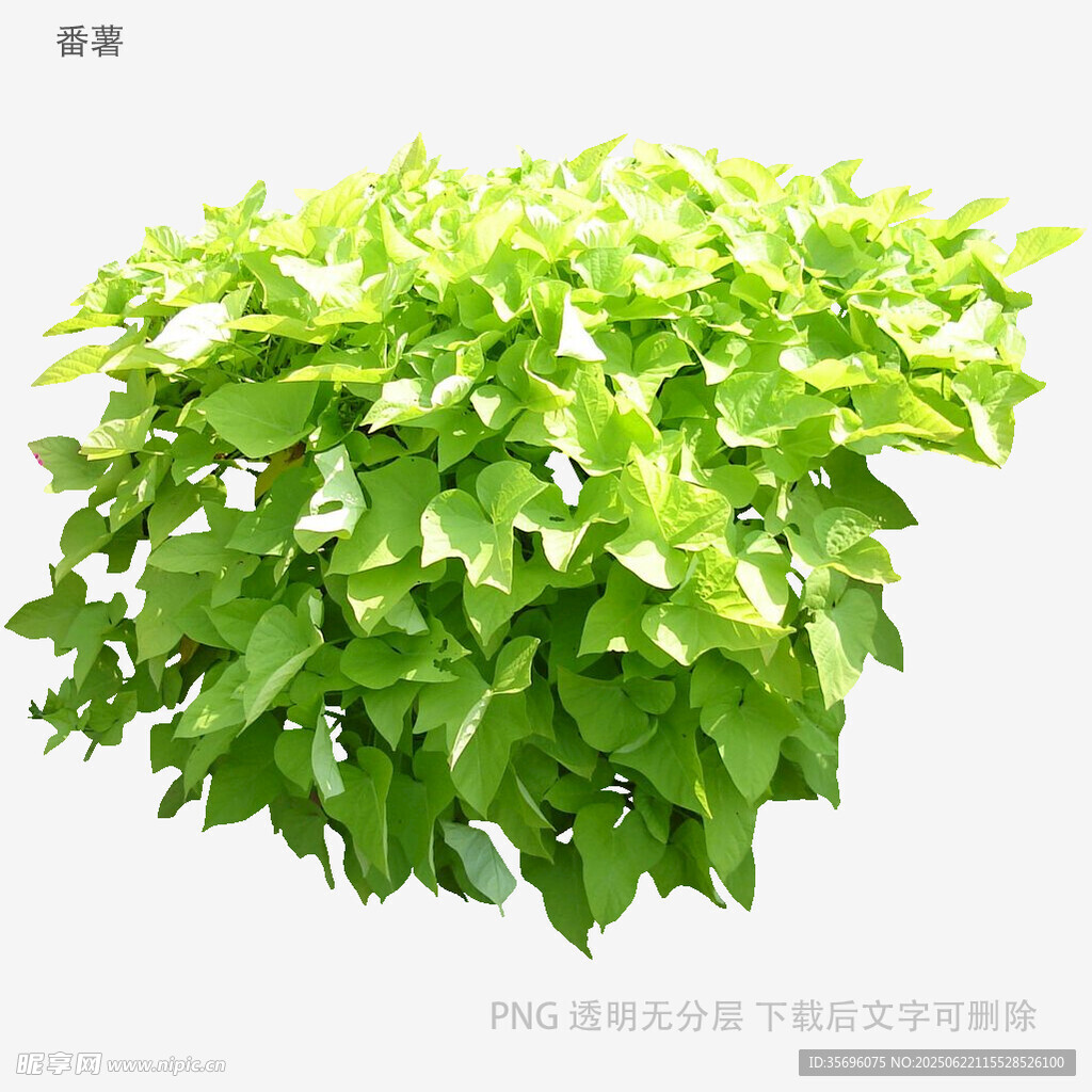翠绿茂盛的绿萝盆栽