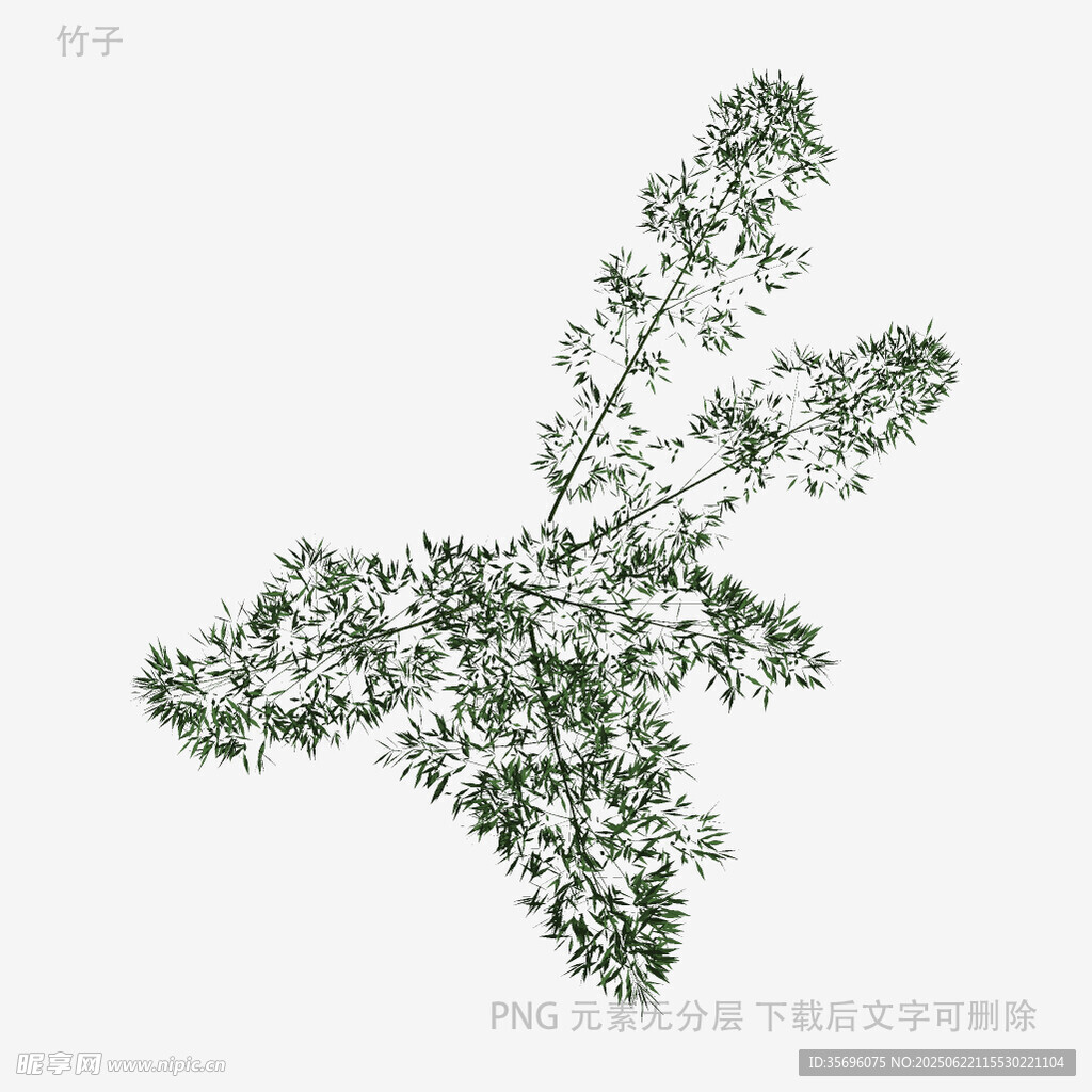 白色背景下的繁茂绿植