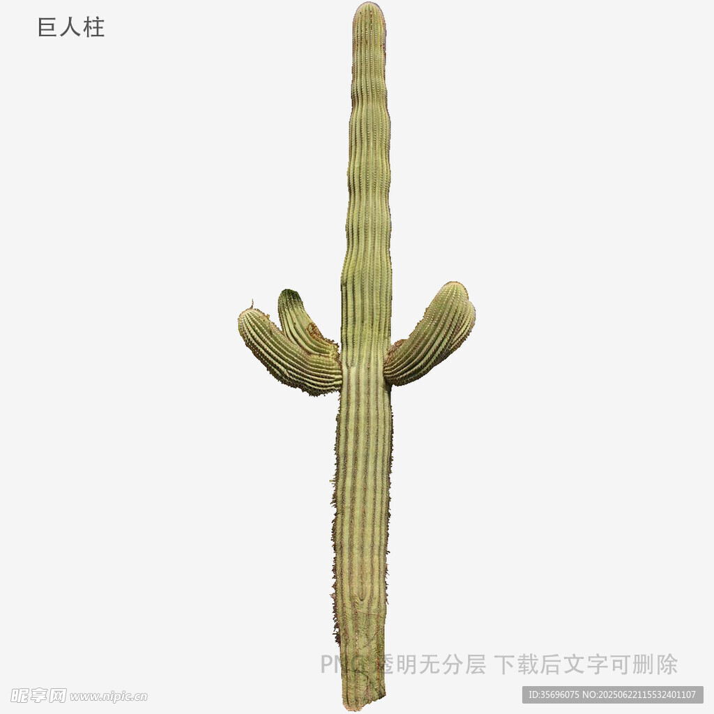 直立仙人掌特写