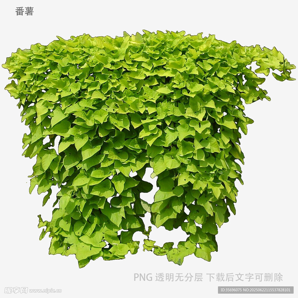 植物
