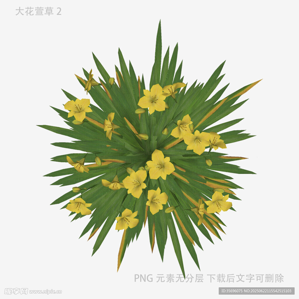 黄色花朵绿植俯视图