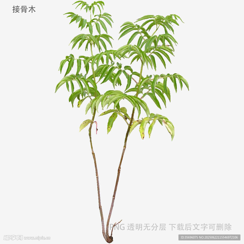 两株绿植展示图