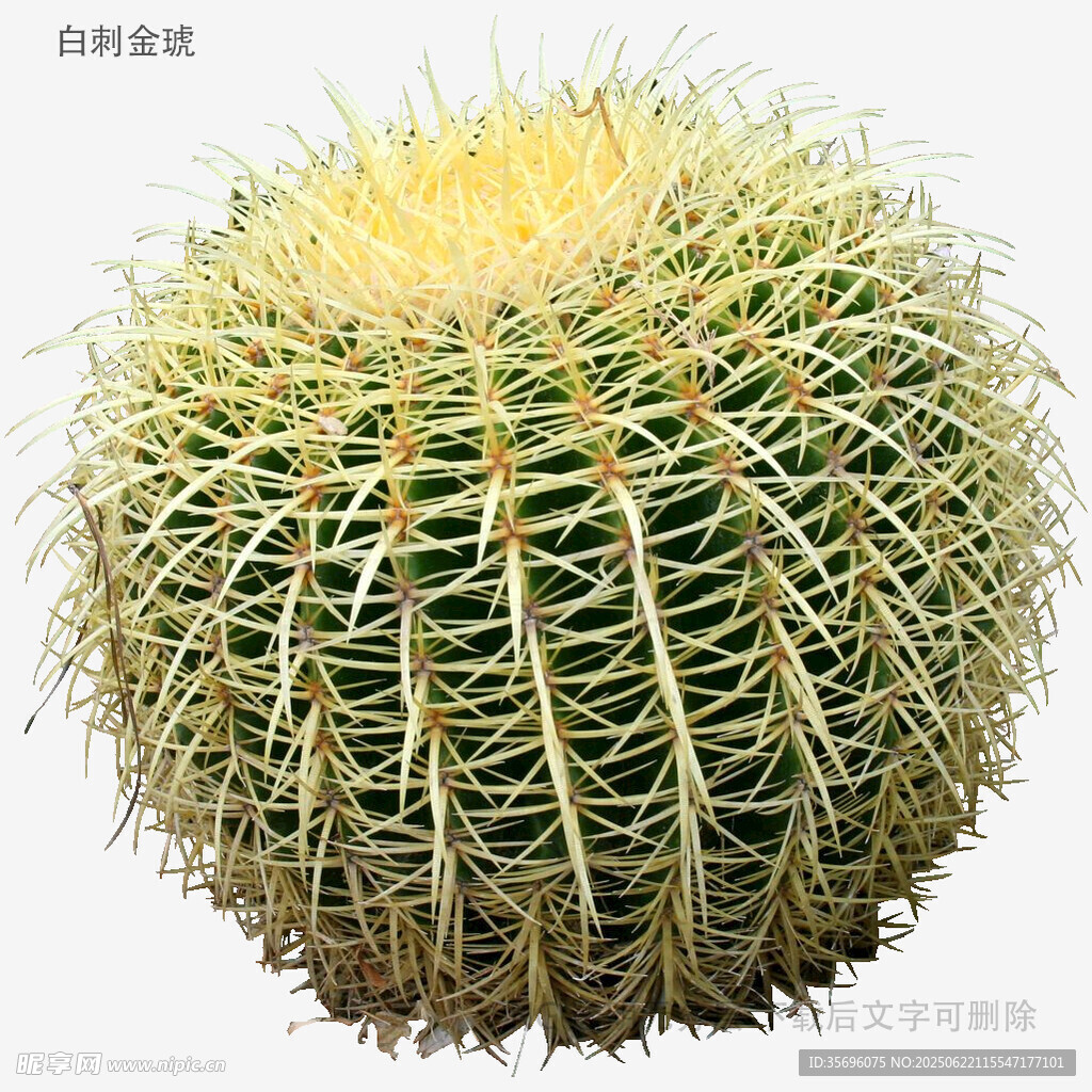 球形仙人掌特写