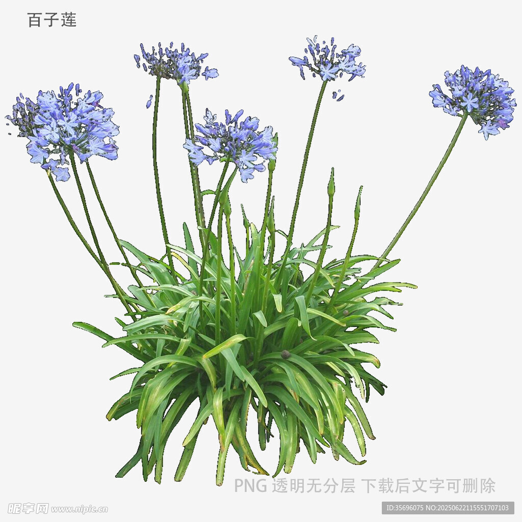 蓝紫色百子莲植物特写