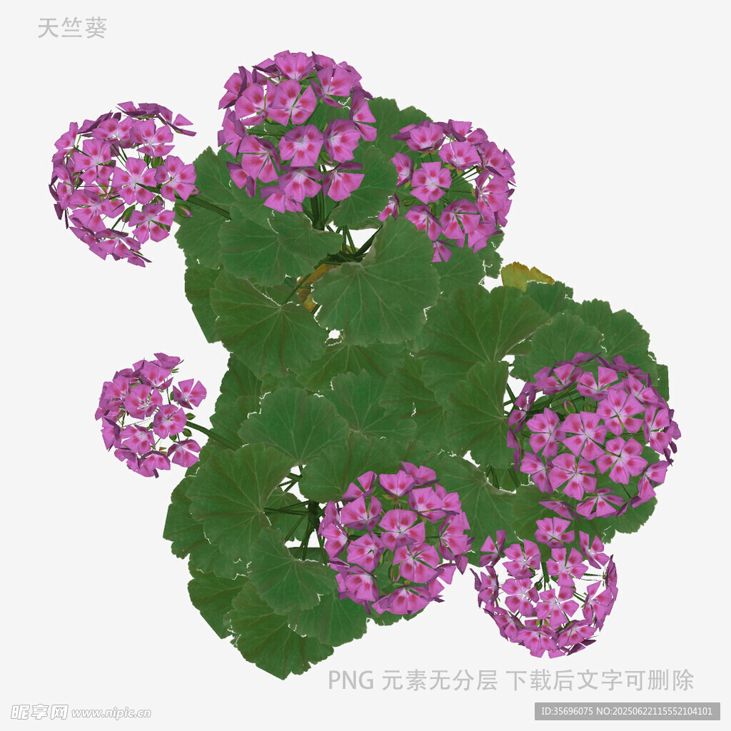 绿叶簇拥的紫色绣球花
