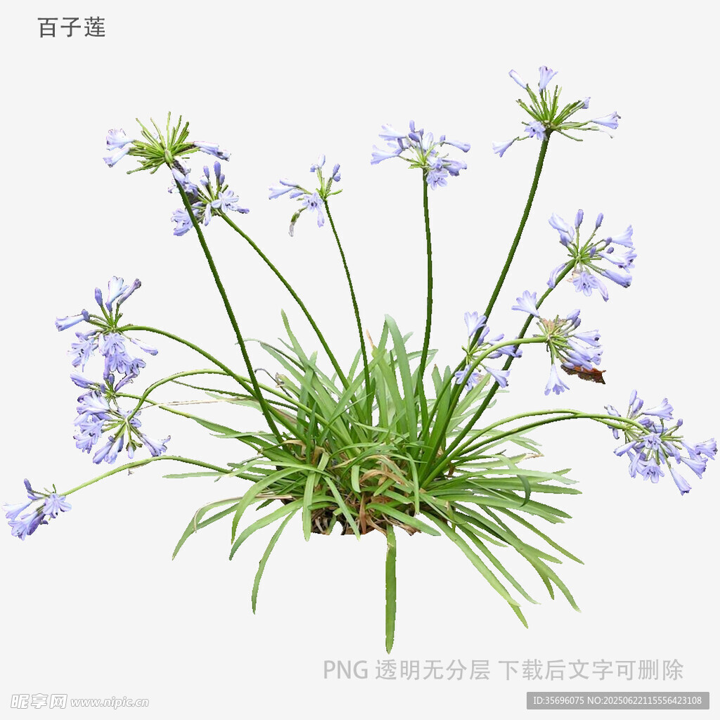 蓝花葱莲植物特写