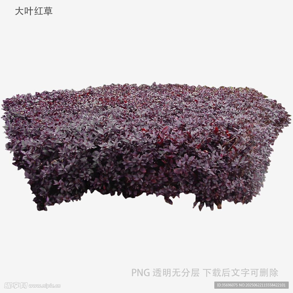紫色植物簇景观