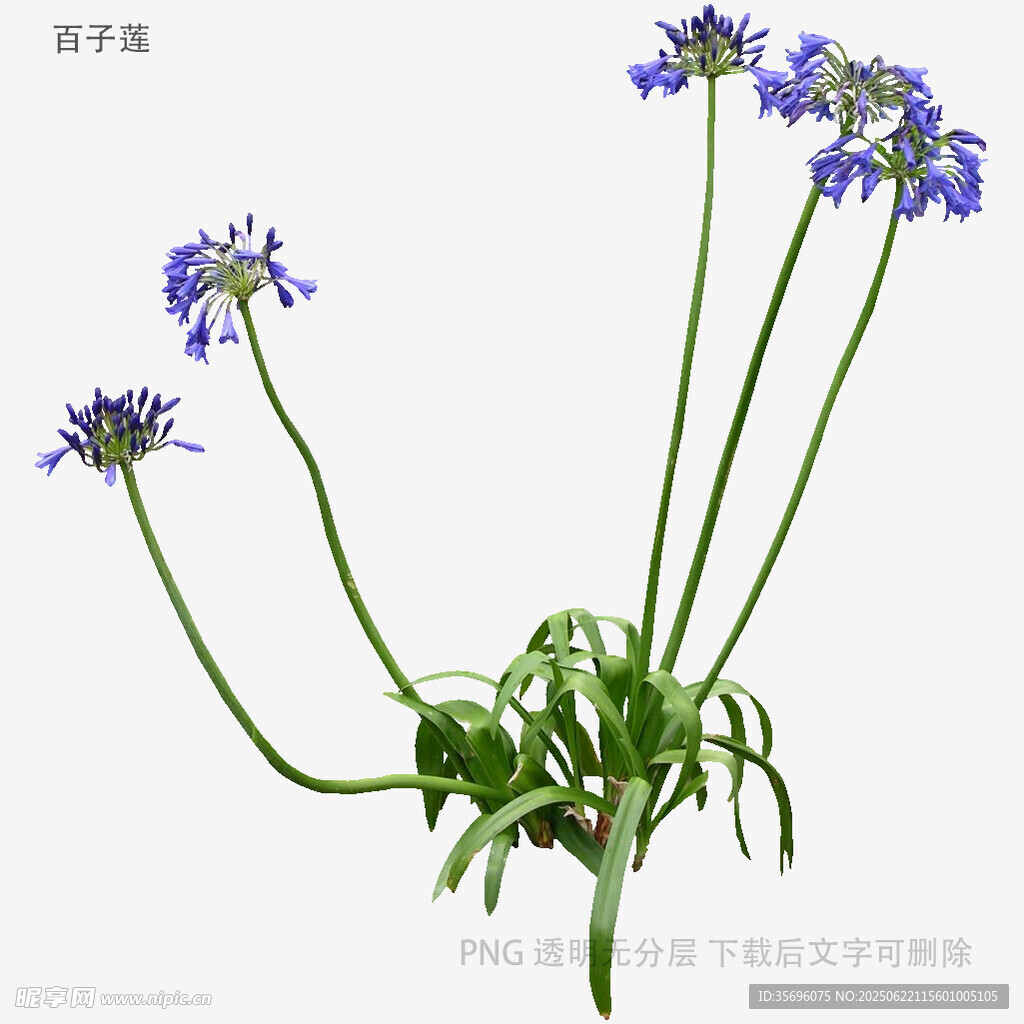 紫色小花植物特写