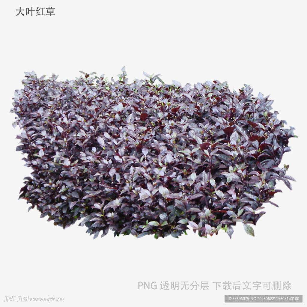 紫色植物丛