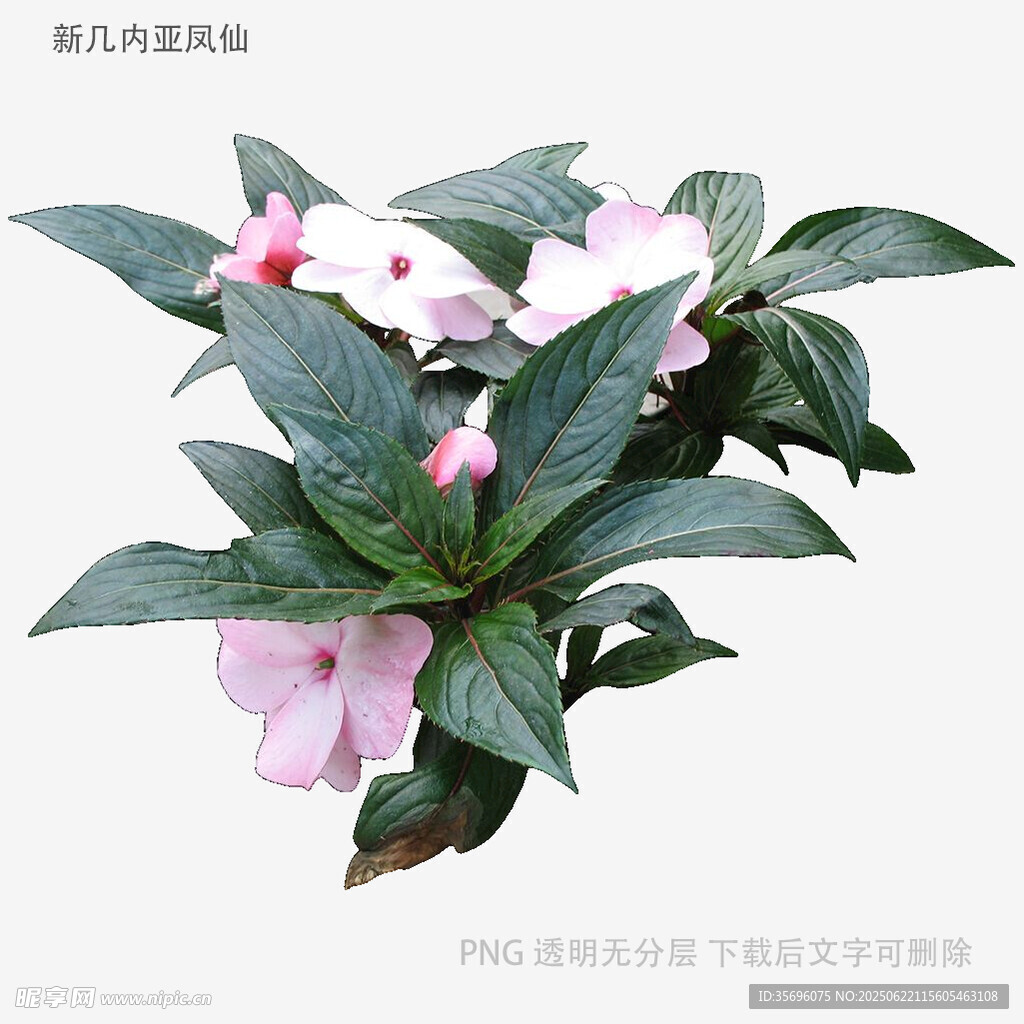 粉色花朵绿植特写