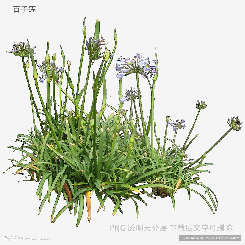 紫色小花丛生绿植
