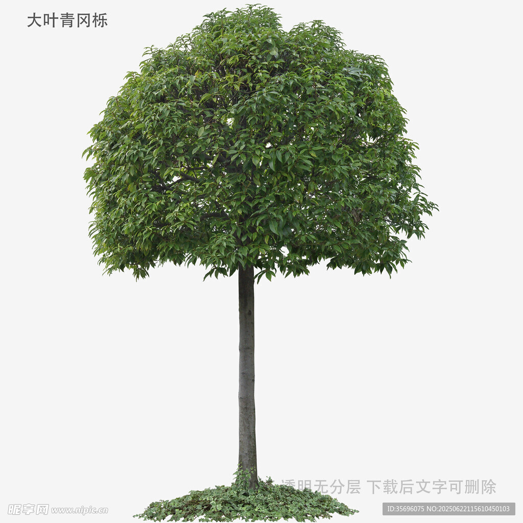 单棵绿树3D模型展示