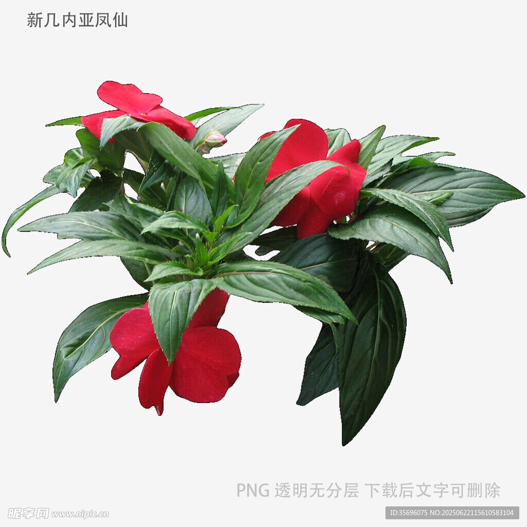 红色凤仙花盆栽