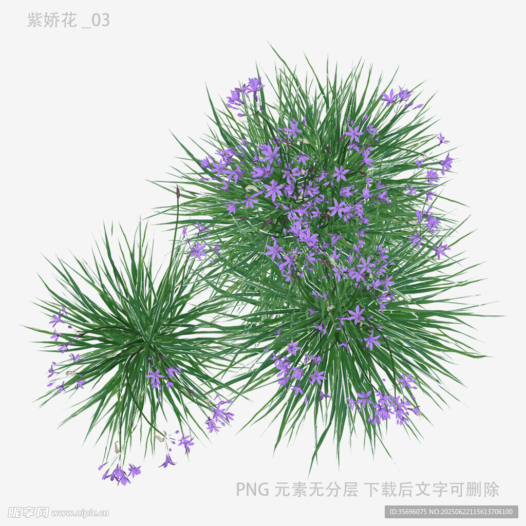 紫色小花与绿色植物组合