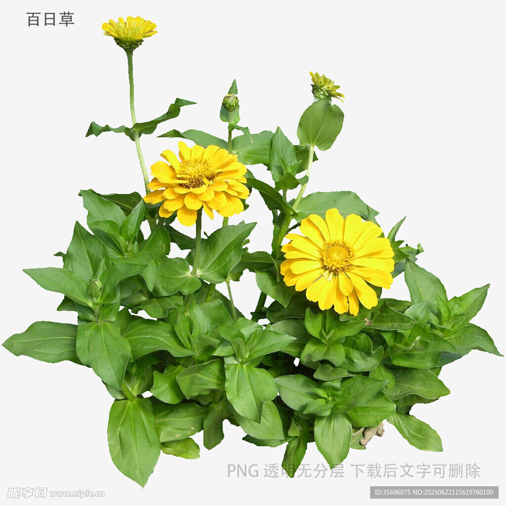 黄色百日菊盆栽植物