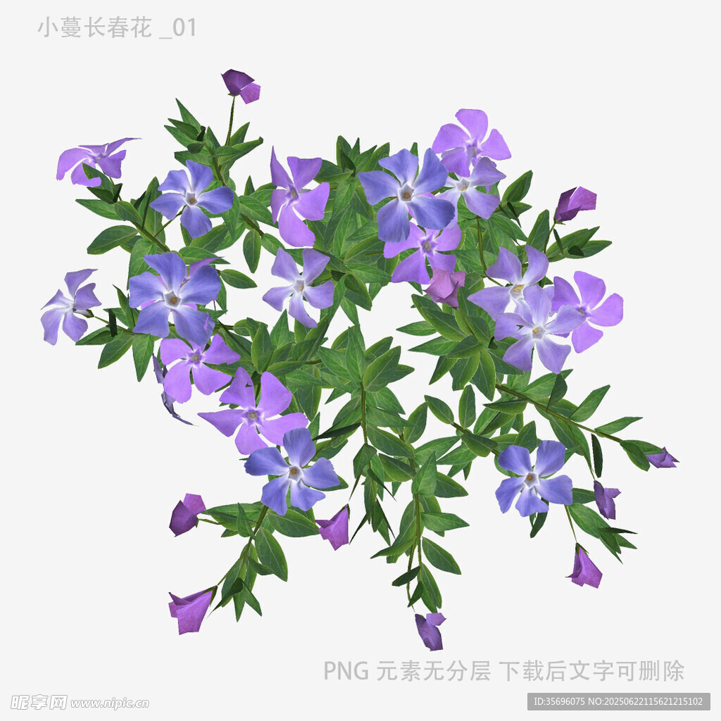 紫色花卉插画