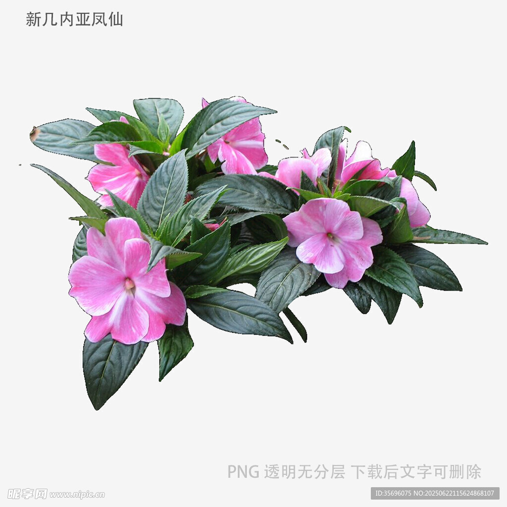 娇艳粉色花卉植物特写