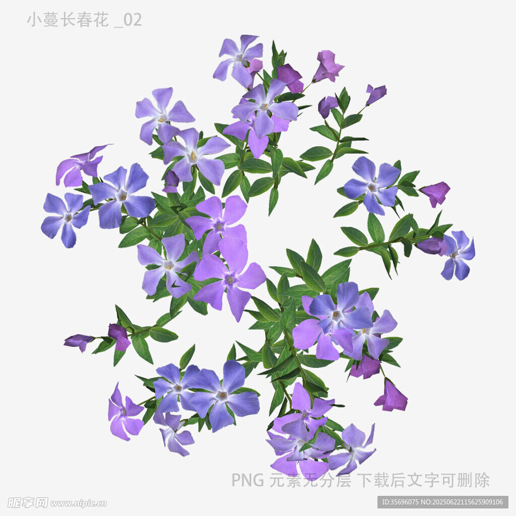 植物