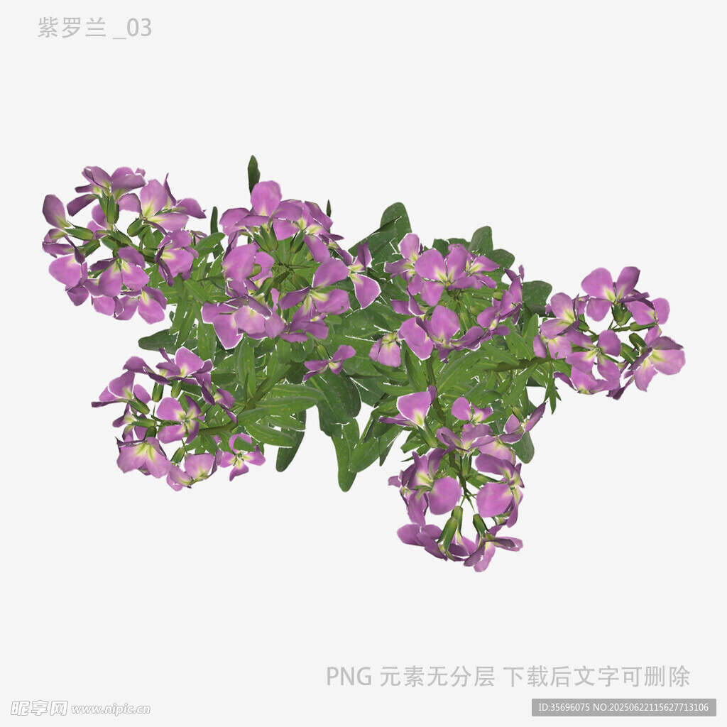 紫色垂吊花卉植物特写