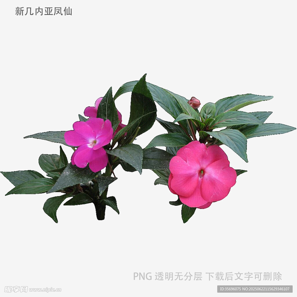 娇艳粉色花卉植物特写