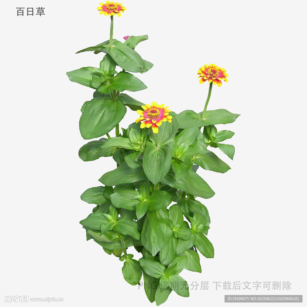 三朵橘色花朵绿植特写