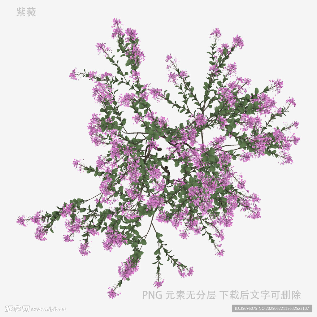 紫色繁花枝条3D模型
