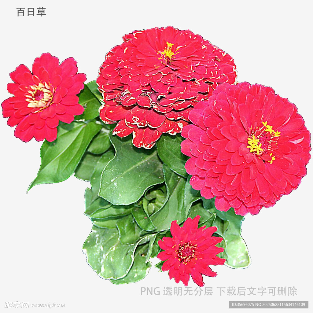 鲜艳红色百日菊绽放